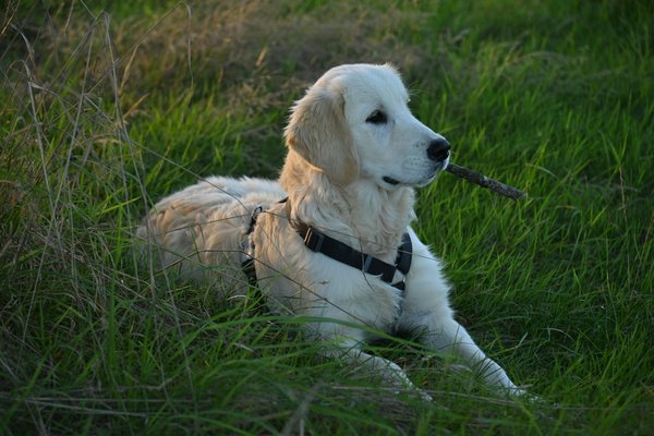 Quels sont les bienfaits de la musique pour apaiser mon chien pendant les tempêtes ?