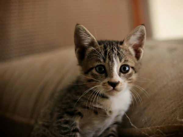 Les bienfaits des jouets d'intelligence pour chats