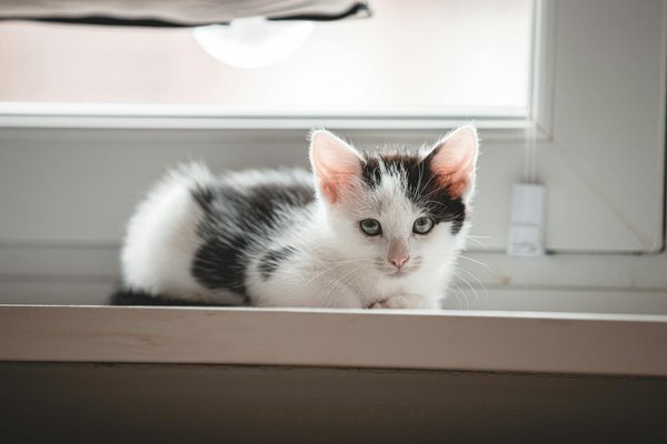 Tout ce que vous devez savoir sur les caméras de chasse